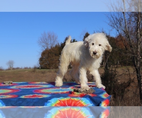 Medium Photo #19 Goldendoodle Puppy For Sale in UNION CITY, TN, USA
