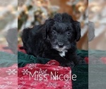 Small Photo #16 Goldendoodle Puppy For Sale in GOLDEN CITY, MO, USA