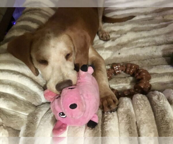 Medium Photo #8 Mutt Puppy For Sale in Myrtle Beach, SC, USA