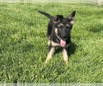Small #5 German Shepherd Dog