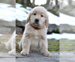 Small Golden Retriever