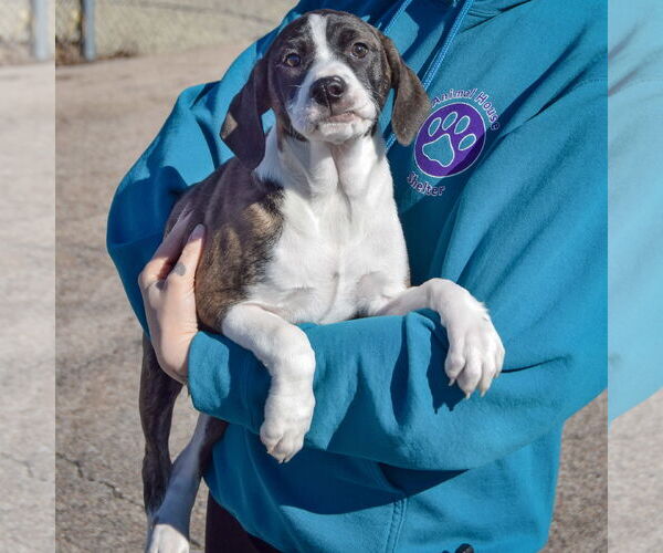 Medium Photo #3 Boxer-Plott Hound Mix Puppy For Sale in Huntley, IL, USA