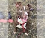 Small #5 American Pit Bull Terrier Mix