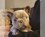 Small #21 French Bulldog