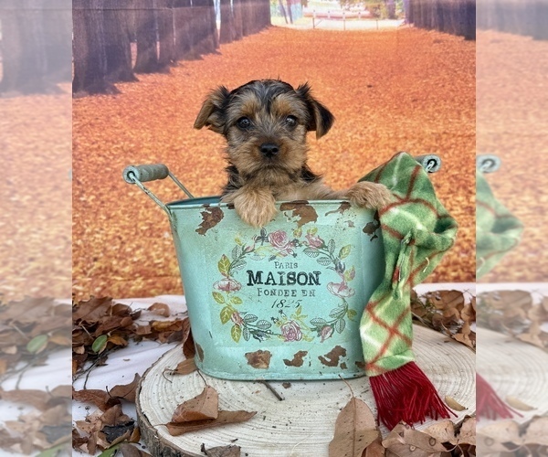Medium Photo #9 Yorkshire Terrier Puppy For Sale in OCALA, FL, USA