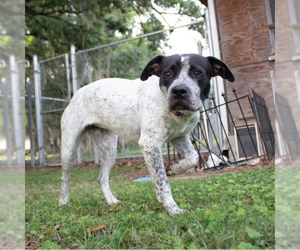 Medium Photo #2 German Shorthaired Pointer-Unknown Mix Puppy For Sale in Canton, CT, USA