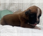 Small #8 Boxer