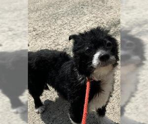Maltese-Unknown Mix Dogs for adoption in Houston, TX, USA