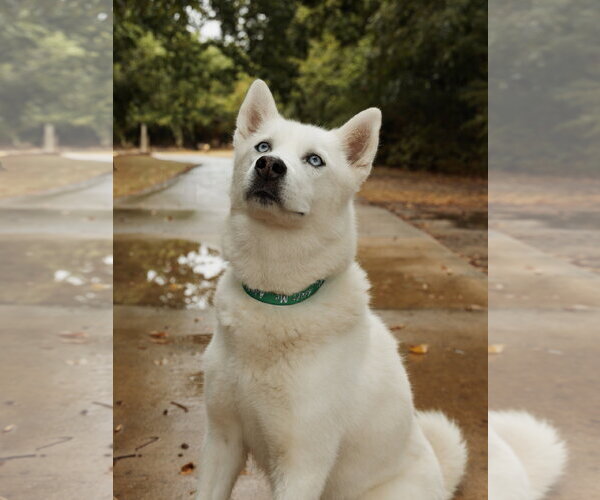 Medium Photo #3 Siberian Husky Puppy For Sale in Carrollton, TX, USA