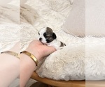 Small Photo #7 Shih Tzu Puppy For Sale in HEMET, CA, USA