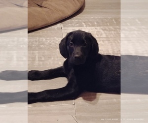 Labrador Retriever Puppy for sale in STANARDSVILLE, VA, USA