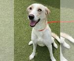 Small Labrador Retriever Mix