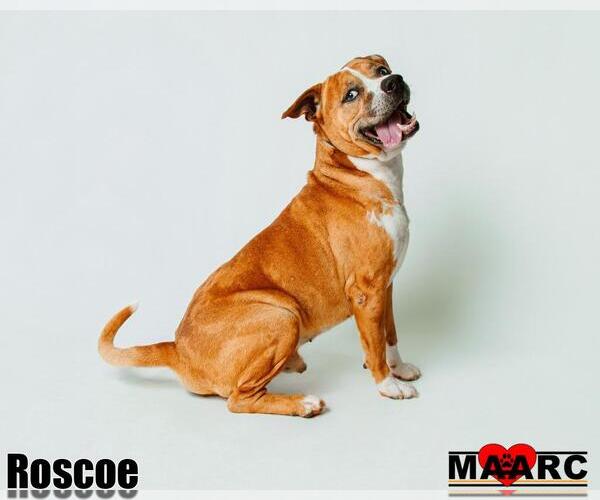 Medium Photo #11 American Staffordshire Terrier-Catahoula Leopard Dog Mix Puppy For Sale in Maryville, TN, USA