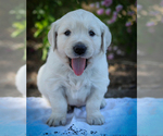 Small #6 English Cream Golden Retriever