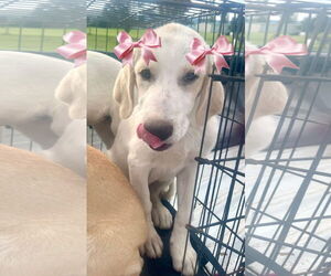 Labrador Retriever-Retriever Mix Dogs for adoption in Mt. Laurel, NJ, USA
