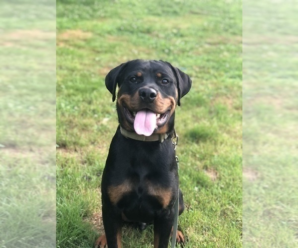 Full screen Photo #1 Rottweiler Puppy For Sale in SYKESVILLE, MD, USA