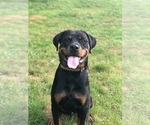 Small Photo #1 Rottweiler Puppy For Sale in SYKESVILLE, MD, USA