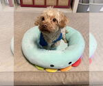 Small #12 Poodle (Miniature)