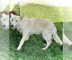 Small #1 Collie Mix