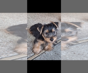 Yorkshire Terrier Puppy for sale in HOUSTON, TX, USA