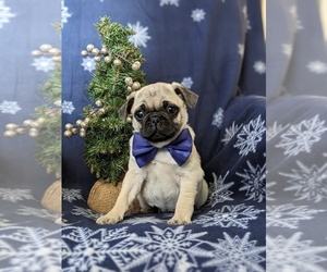Pug Puppy for sale in RISING SUN, MD, USA