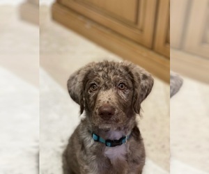 Labradoodle Puppy for sale in CORAL GABLES, FL, USA