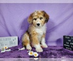 Small Photo #37 Bernedoodle-Poodle (Toy) Mix Puppy For Sale in BLACK FOREST, CO, USA