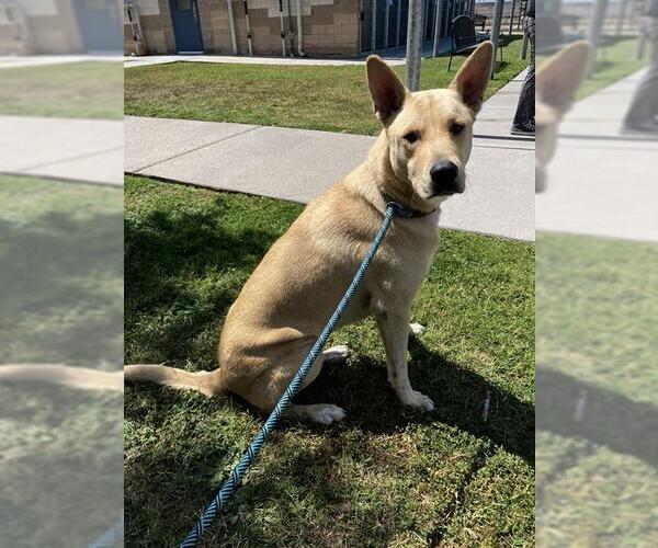 Medium Photo #2 German Shepherd Dog-Unknown Mix Puppy For Sale in Corpus Christi, TX, USA
