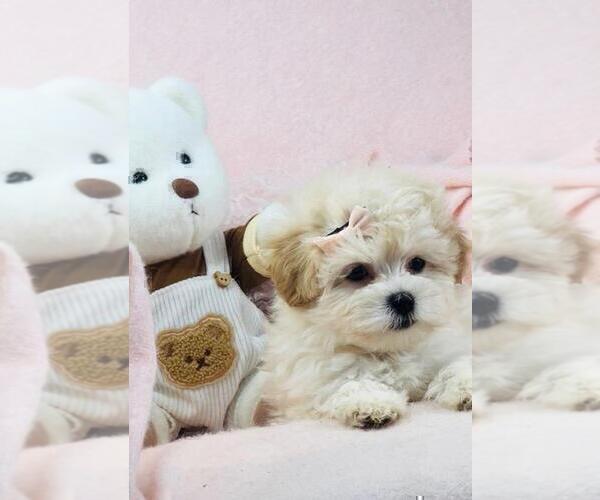 Medium Photo #9 Maltese Puppy For Sale in TAMPA, FL, USA