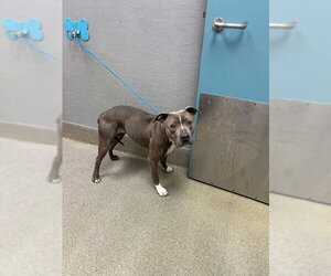 Mutt Dogs for adoption in Las Vegas, NV, USA