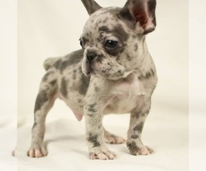 French Bulldog Puppy for sale in SUGAR LAND, TX, USA