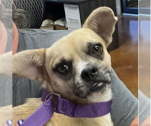 Chug Dogs for adoption in Rockaway, NJ, USA
