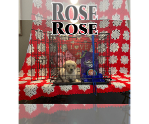 English Cream Golden Retriever Puppy for sale in HUNTSVILLE, TX, USA