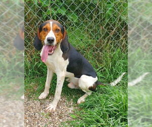 Treeing Walker Coonhound Dogs for adoption in Lake City, MI, USA