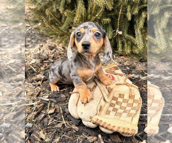 Medium Photo #2 Dachshund Puppy For Sale in MIDDLEBURY, IN, USA