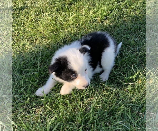 Medium Photo #4 Border Collie Puppy For Sale in MILTON, KY, USA