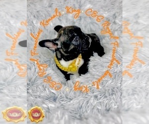 English Bulldog Puppy for sale in ATHENS, GA, USA