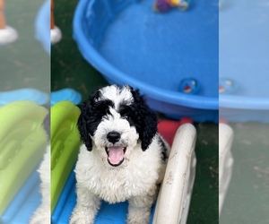 Bernedoodle Puppy for sale in CROTON, MI, USA