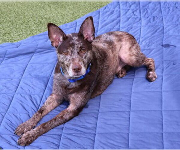 Medium Photo #2 Mutt Puppy For Sale in Rockaway, NJ, USA