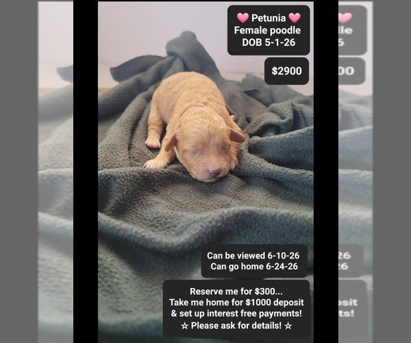 Medium Photo #1 Poodle (Toy) Puppy For Sale in TUCSON, AZ, USA