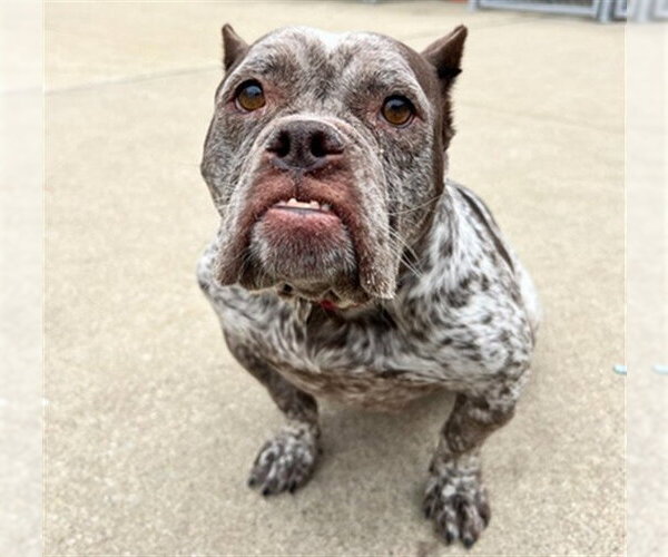 Medium Photo #1 American Pit Bull Terrier-Unknown Mix Puppy For Sale in Aurora, IL, USA