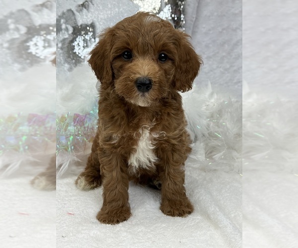 Medium Photo #1 Goldendoodle (Miniature) Puppy For Sale in BULLARD, TX, USA