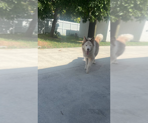 Siberian Husky Dogs for adoption in Miami, FL, USA