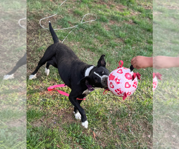 Medium Photo #9 Mutt Puppy For Sale in Holly Springs, NC, USA