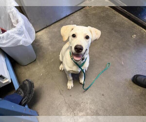Medium Photo #1 Labrador Retriever Puppy For Sale in Tulsa, OK, USA