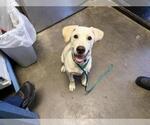 Small Labrador Retriever