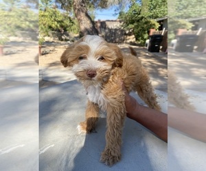 Maltipoo Puppy for Sale in APPLE VALLEY, California USA