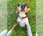 Small #3 Beagle