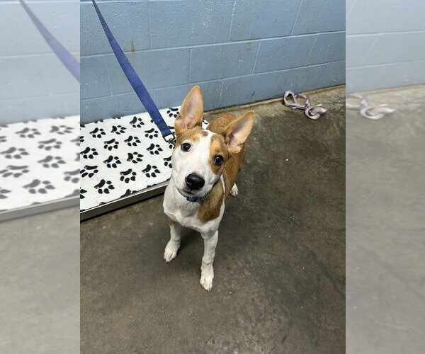 Medium Photo #2 Basenji-Unknown Mix Puppy For Sale in Evansville, IN, USA
