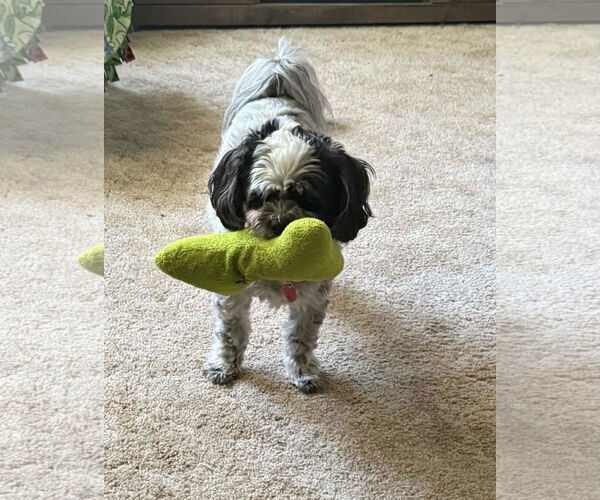 Medium Photo #2 Shih Tzu-Unknown Mix Puppy For Sale in Waterloo, IA, USA